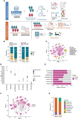 Single-Cell RNA Sequencing Reveals the Heterogeneity of Tumor-Associated Macrophage in Non-Small Cell Lung Cancer and Differences Between Sexes